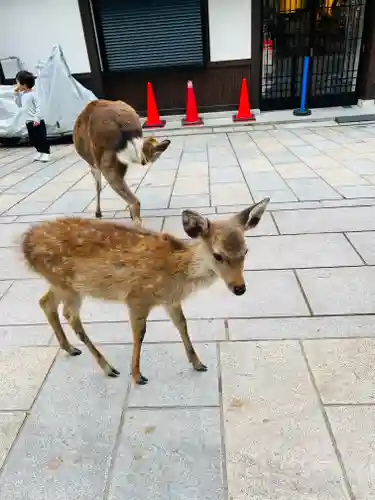 東大寺の動物