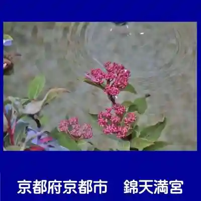 錦天満宮(京都府)
