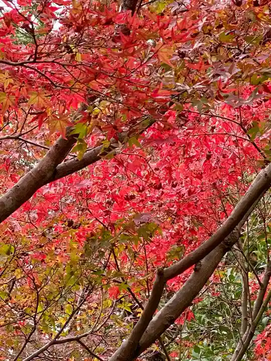 くろ谷 金戒光明寺の自然