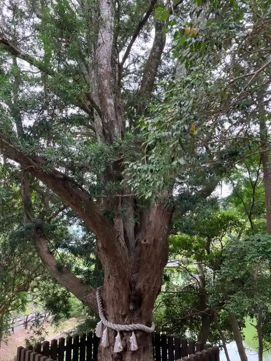 安房神社(千葉県)