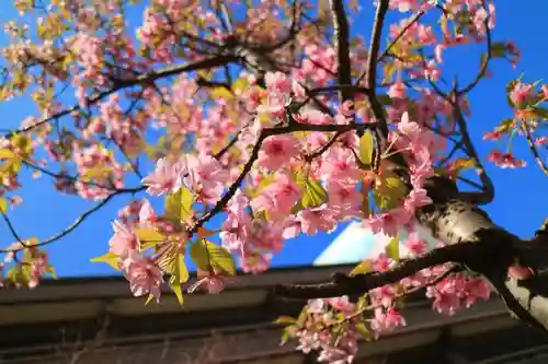 東京大神宮の自然