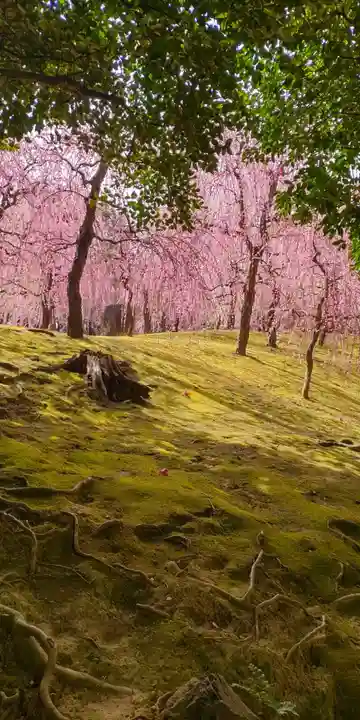 城南宮(京都府)