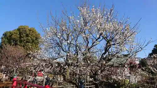 亀戸天神社の自然