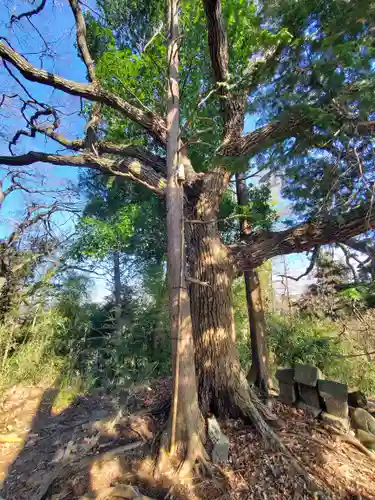 阿夫利神社（藤本観音山古墳）(栃木県)