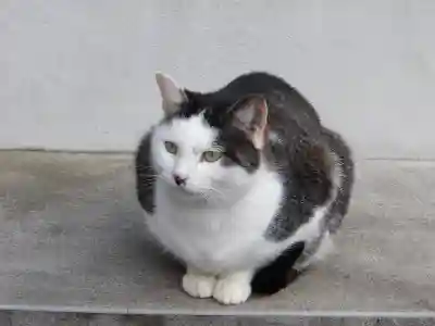 御誕生寺（猫寺）(福井県)