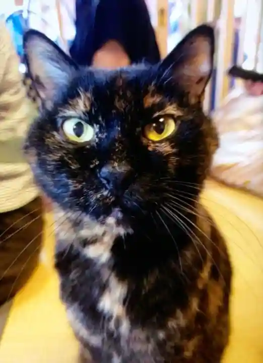 五十稲荷神社(栄寿稲荷神社)(東京都)