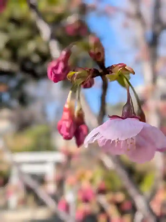 鳩森八幡神社(東京都)