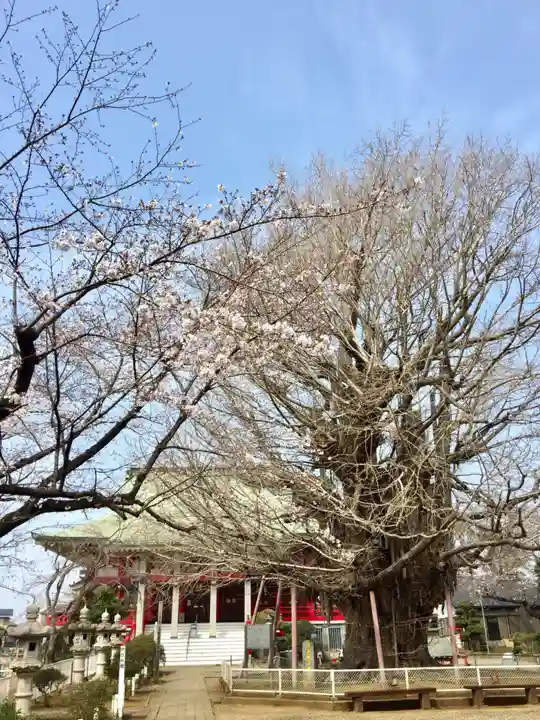 千葉寺の本殿・本堂