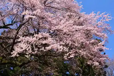 荒井馬頭観音堂の自然
