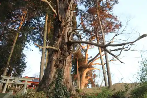 阿久津「田村神社」（郡山市阿久津町）旧社名：伊豆箱根三嶋三社の自然
