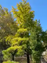 浅間神社の自然