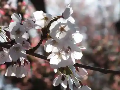 園城寺（三井寺）の自然