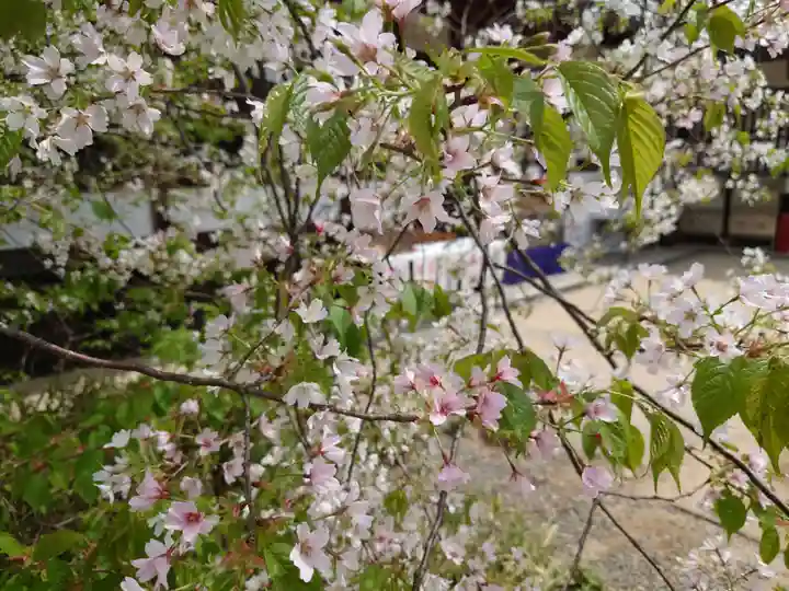北野天満宮の自然