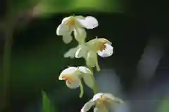 鹿島大神宮の自然