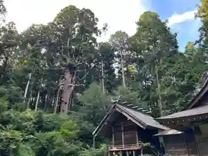 大宮温泉神社の本殿・本堂(2022年09月01日(木) 08時11分45秒投稿)