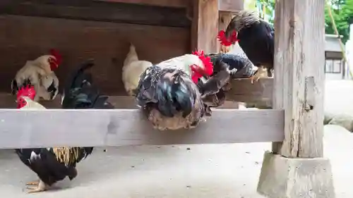 大崎八幡宮(宮城県)