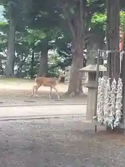 石山神社の動物