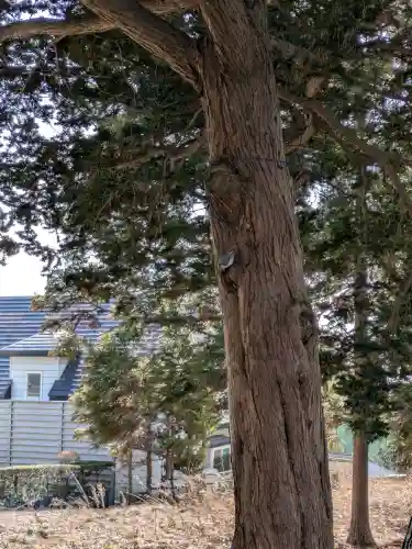 神山稲荷神社の{uncategorized: "未分類", other: "その他", undefined: "問題あり", building: "その他建物", grave: "お墓", sacred_gate: "鳥居", guardian: "狛犬", statue: "像", buddha: "仏像", history: "歴史", nature: "自然", garden: "庭園", animal: "動物", pagoda: "塔", temizu: "手水舎", mountain_gate: "山門・神門", sanctuary: "本殿・本堂", subordinate: "末社・摂社", art: "芸術", scenery: "景色", jizo: "地蔵", ema: "絵馬", goshuin: "御朱印", omikuji: "おみくじ", items: "授与品その他", amulet: "お守り", goshuincho: "御朱印帳", eats: "食事", festival: "お祭り", votive_dance: "神楽", shichigosan: "七五三参", wedding: "結婚式", experience: "体験その他", initially: "初詣", around: "周辺", anti_infection: "感染症対策"}