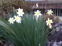 倶梨迦羅神社の自然