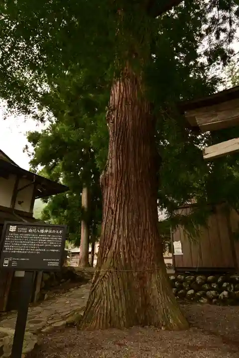 白川八幡神社(岐阜県)