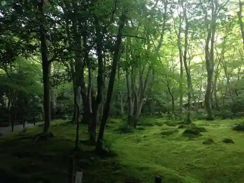 祇王寺の庭園