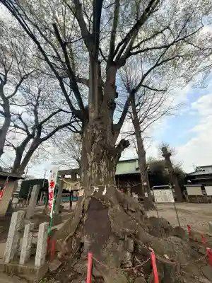 諏訪神社の{uncategorized: "未分類", other: "その他", undefined: "問題あり", building: "その他建物", grave: "お墓", sacred_gate: "鳥居", guardian: "狛犬", statue: "像", buddha: "仏像", history: "歴史", nature: "自然", garden: "庭園", animal: "動物", pagoda: "塔", temizu: "手水舎", mountain_gate: "山門・神門", sanctuary: "本殿・本堂", subordinate: "末社・摂社", art: "芸術", scenery: "景色", jizo: "地蔵", ema: "絵馬", goshuin: "御朱印", omikuji: "おみくじ", items: "授与品その他", amulet: "お守り", goshuincho: "御朱印帳", eats: "食事", festival: "お祭り", votive_dance: "神楽", shichigosan: "七五三参", wedding: "結婚式", experience: "体験その他", initially: "初詣", around: "周辺", anti_infection: "感染症対策"}