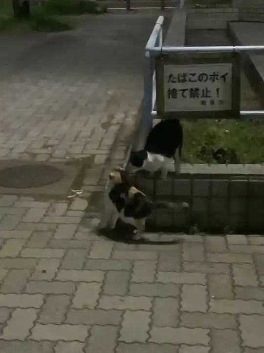 溝旗神社(肇國神社)の動物