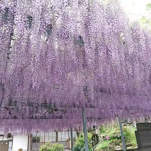 白山神社の自然