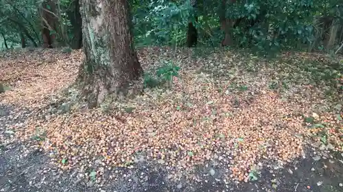 子安神社(茨城県)