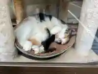 熊野那智神社(宮城県)