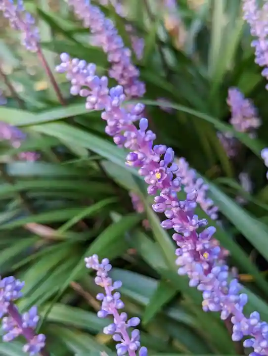 本光寺(京都府)