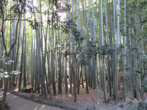 報国寺の庭園