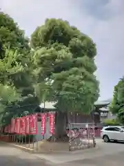 東京羽田 穴守稲荷神社の自然