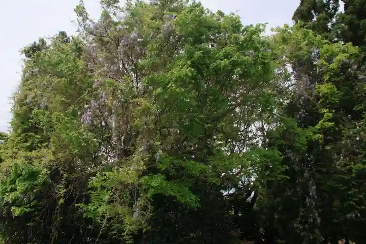 藤稲荷神社の自然