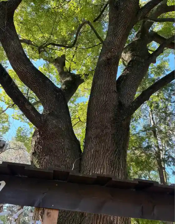 平塚八幡宮(神奈川県)