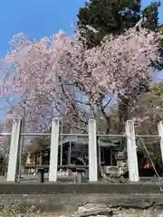 賀茂別雷神社(栃木県)