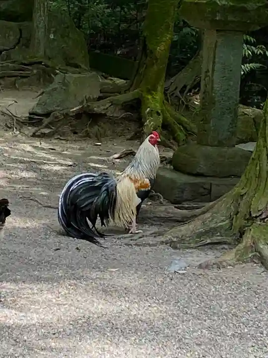 石上神宮の動物