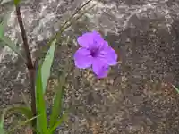 安岡寺(大阪府)
