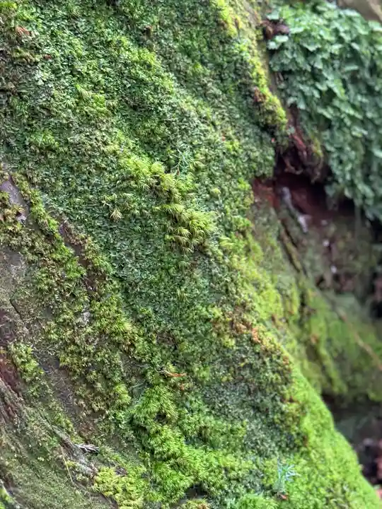 戸隠神社奥社(長野県)