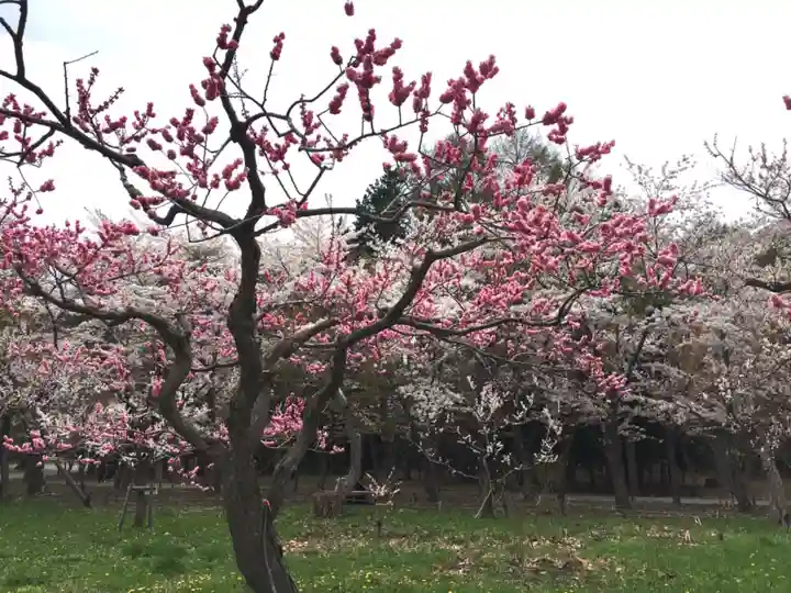 開拓神社の自然