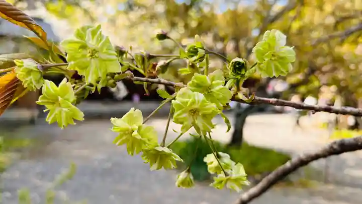 平野神社(京都府)