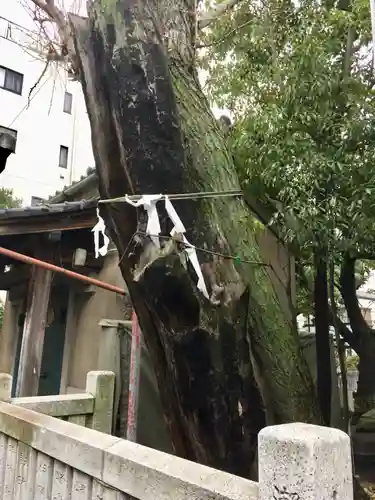 江島杉山神社の自然
