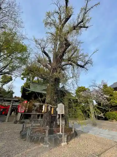 白山神社の自然
