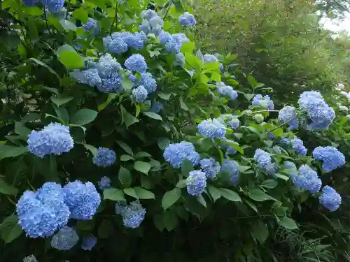 最乗寺（道了尊）の自然