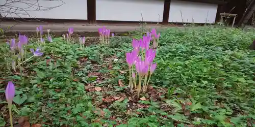 平野神社(京都府)