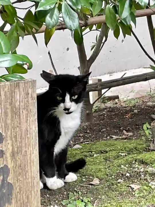 堀越神社の動物