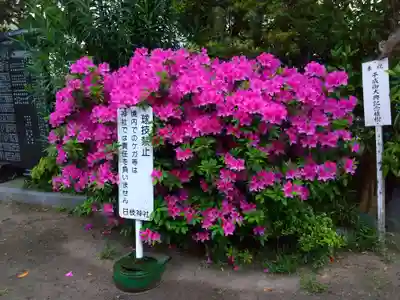 矢向日枝神社(神奈川県)