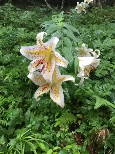 安房神社の自然