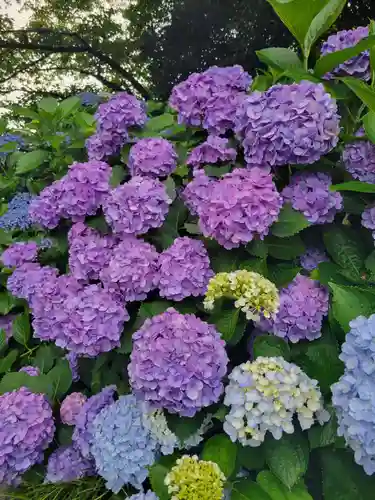 本光寺(愛知県)