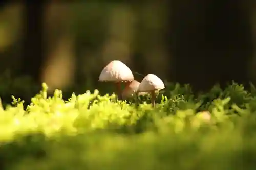 日用神社の自然